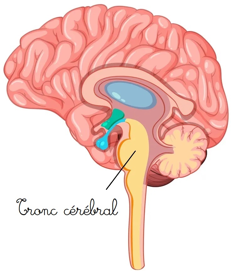 tronc cérébral